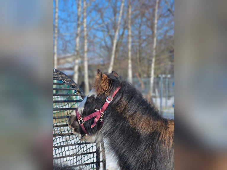 Cob Irlandese / Tinker / Gypsy Vanner Stallone 1 Anno 145 cm Morello in Buk