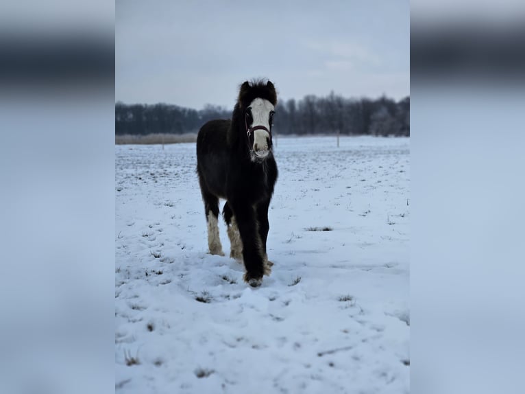 Cob Irlandese / Tinker / Gypsy Vanner Stallone 1 Anno 145 cm Morello in Buk