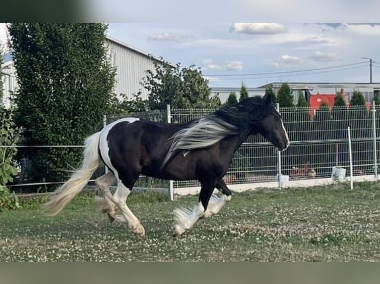 Cob Irlandese / Tinker / Gypsy Vanner Stallone 1 Anno 145 cm Morello in Buk