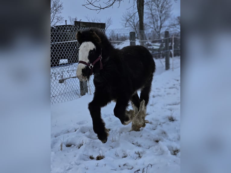 Cob Irlandese / Tinker / Gypsy Vanner Stallone 1 Anno 145 cm Morello in Buk