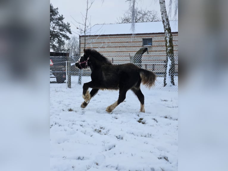 Cob Irlandese / Tinker / Gypsy Vanner Stallone 1 Anno 145 cm Morello in Buk