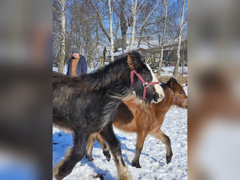 Cob Irlandese / Tinker / Gypsy Vanner Stallone 1 Anno 145 cm Morello in Buk