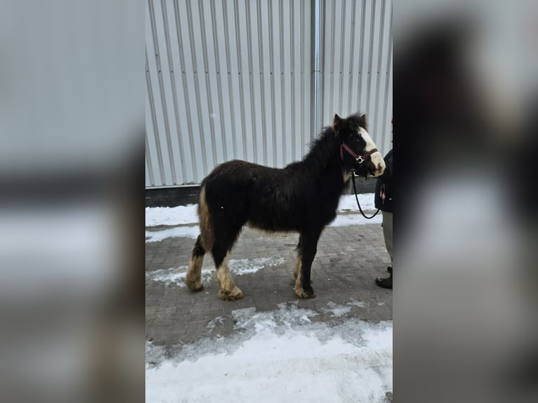 Cob Irlandese / Tinker / Gypsy Vanner Stallone 1 Anno 145 cm Morello in Buk