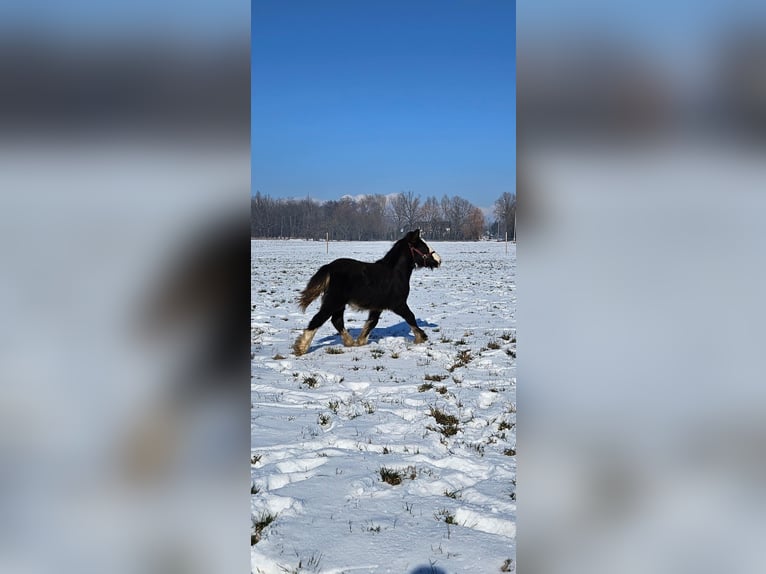 Cob Irlandese / Tinker / Gypsy Vanner Stallone 1 Anno 145 cm Morello in Buk