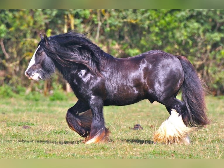 Cob Irlandese / Tinker / Gypsy Vanner Stallone 1 Anno 145 cm Morello in Buk