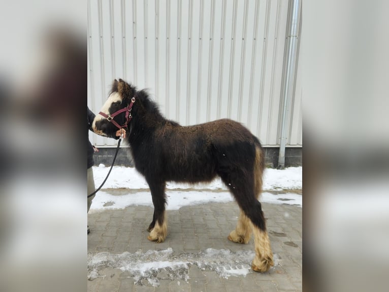 Cob Irlandese / Tinker / Gypsy Vanner Stallone 1 Anno 145 cm Morello in Buk