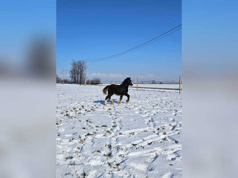 Cob Irlandese / Tinker / Gypsy Vanner Stallone 1 Anno 145 cm Morello in Buk