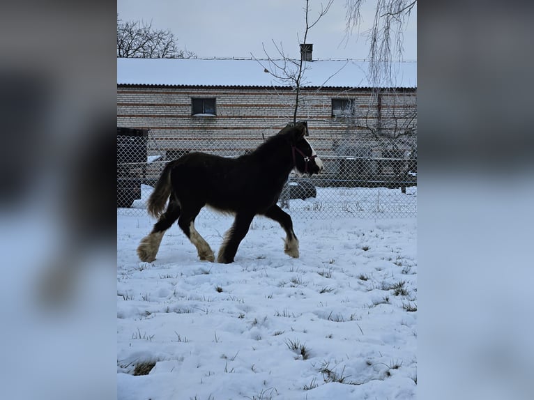 Cob Irlandese / Tinker / Gypsy Vanner Stallone 1 Anno 145 cm Morello in Buk