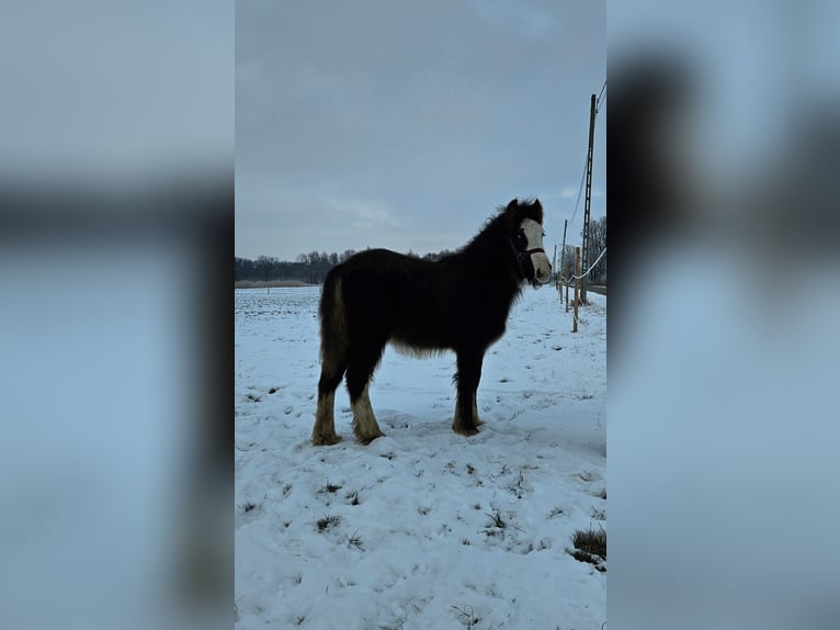 Cob Irlandese / Tinker / Gypsy Vanner Stallone 1 Anno 145 cm Morello in Buk