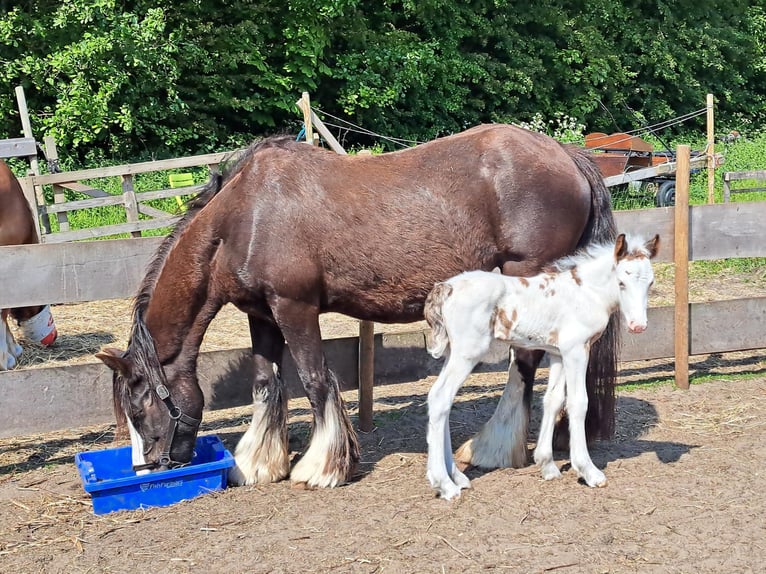 Cob Irlandese / Tinker / Gypsy Vanner Stallone 1 Anno 145 cm Overo-tutti i colori in Egmond aan Zee