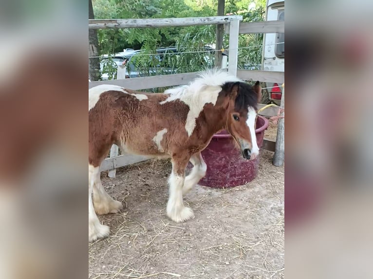 Cob Irlandese / Tinker / Gypsy Vanner Stallone 1 Anno 145 cm Pezzato in monte san giusto