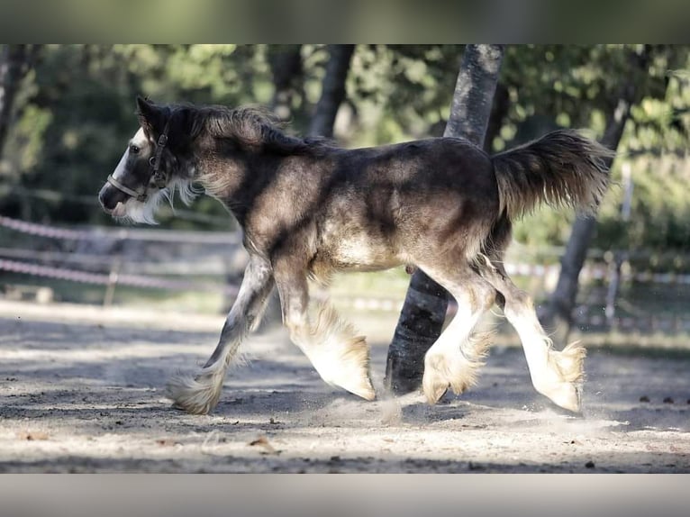 Cob Irlandese / Tinker / Gypsy Vanner Stallone 1 Anno 145 cm Pezzato in monte san giusto