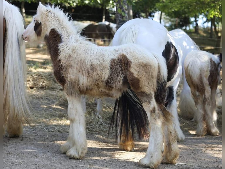 Cob Irlandese / Tinker / Gypsy Vanner Stallone 1 Anno 145 cm Pezzato in monte san giusto