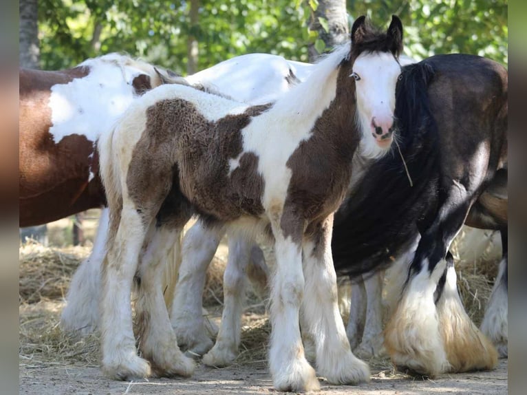 Cob Irlandese / Tinker / Gypsy Vanner Stallone 1 Anno 145 cm Pezzato in monte san giusto