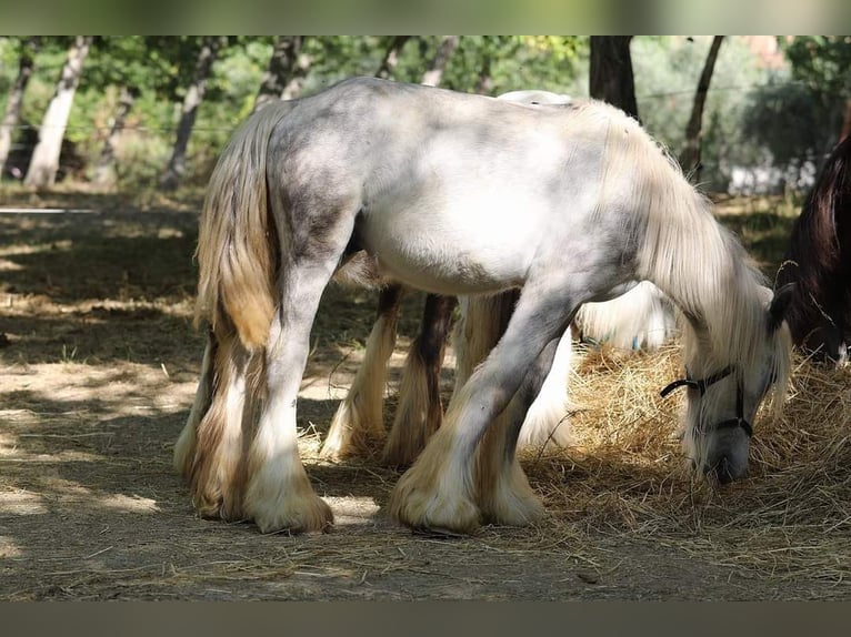 Cob Irlandese / Tinker / Gypsy Vanner Stallone 1 Anno 145 cm Pezzato in monte san giusto