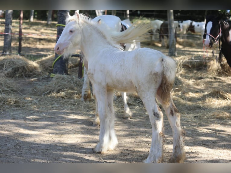 Cob Irlandese / Tinker / Gypsy Vanner Stallone 1 Anno 145 cm Pezzato in monte san giusto