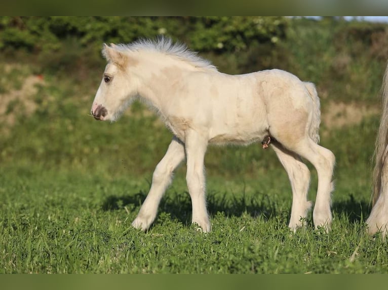 Cob Irlandese / Tinker / Gypsy Vanner Stallone 1 Anno 145 cm Pezzato in monte san giusto