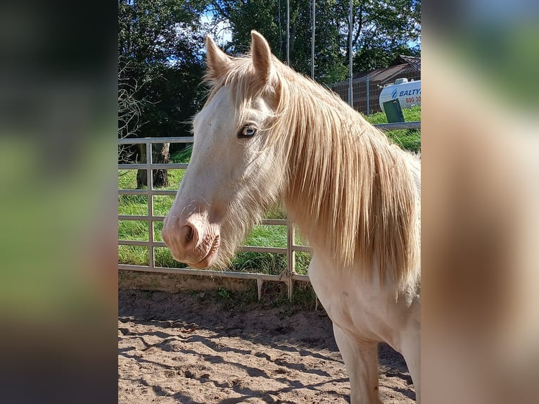 Cob Irlandese / Tinker / Gypsy Vanner Stallone 1 Anno 153 cm Sabino in Wleń