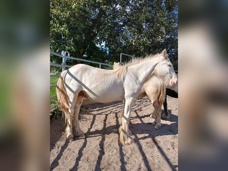 Cob Irlandese / Tinker / Gypsy Vanner Stallone 1 Anno 153 cm Sabino in Wleń