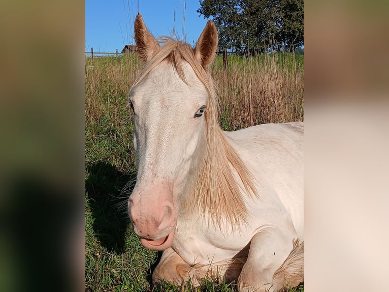 Cob Irlandese / Tinker / Gypsy Vanner Stallone 1 Anno 153 cm Sabino in Wleń