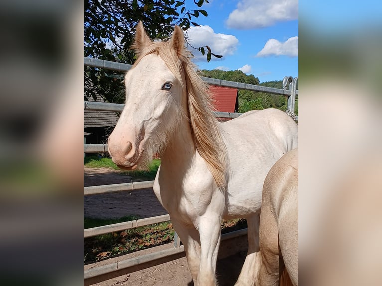 Cob Irlandese / Tinker / Gypsy Vanner Stallone 1 Anno 153 cm Sabino in Wleń