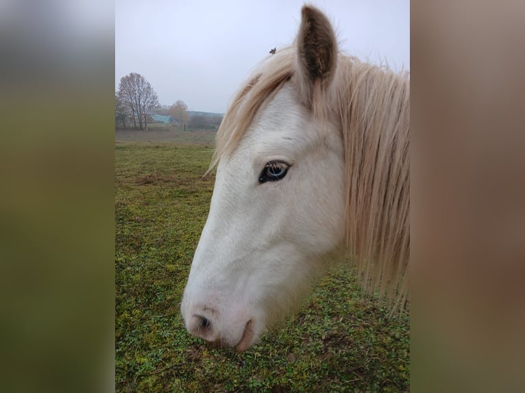 Cob Irlandese / Tinker / Gypsy Vanner Stallone 1 Anno 153 cm Sabino in Wleń