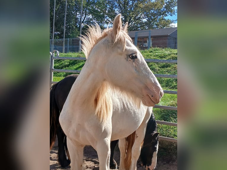 Cob Irlandese / Tinker / Gypsy Vanner Stallone 1 Anno 153 cm Sabino in Wleń