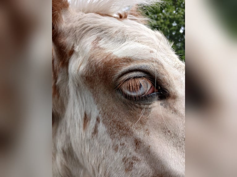 Cob Irlandese / Tinker / Gypsy Vanner Stallone 1 Anno 154 cm Sabino in Wlen