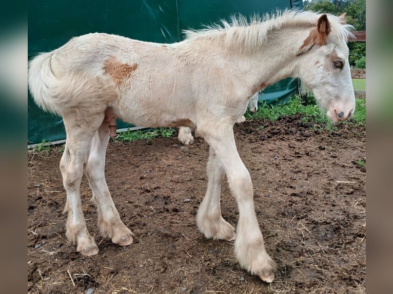 Cob Irlandese / Tinker / Gypsy Vanner Stallone 1 Anno 154 cm Sabino in Wlen