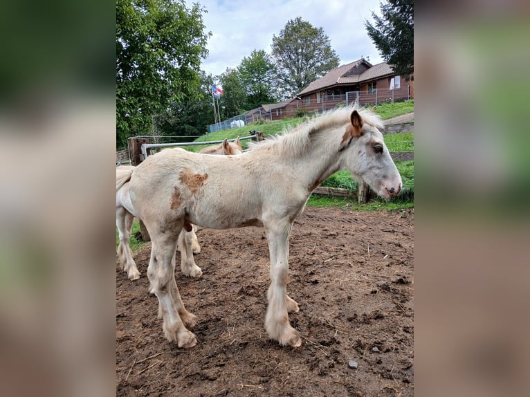 Cob Irlandese / Tinker / Gypsy Vanner Stallone 1 Anno 154 cm Sabino in Wlen