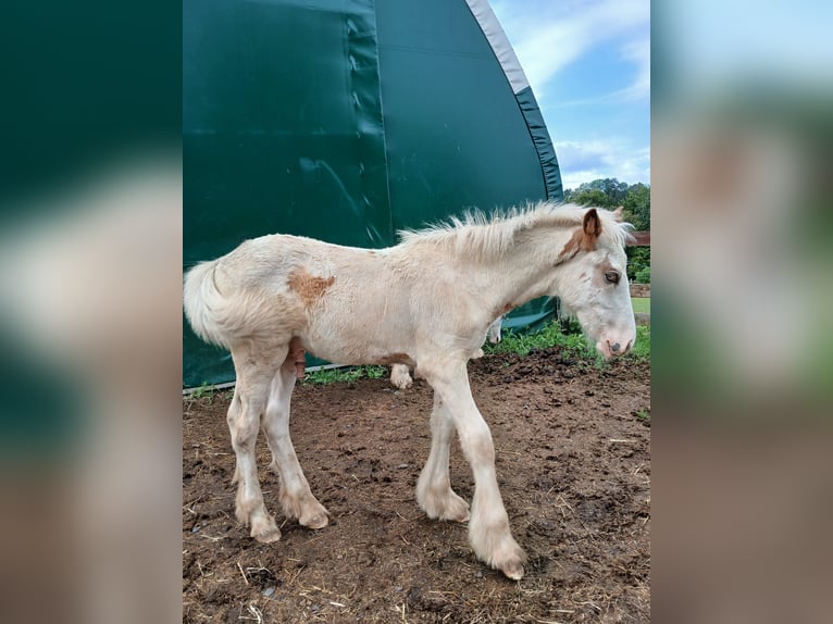 Cob Irlandese / Tinker / Gypsy Vanner Stallone 1 Anno 154 cm Sabino in Wlen