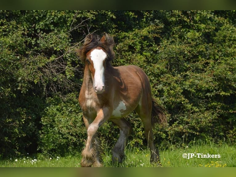 Cob Irlandese / Tinker / Gypsy Vanner Stallone 1 Anno 155 cm Baio in Hulsberg