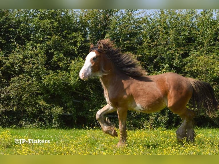 Cob Irlandese / Tinker / Gypsy Vanner Stallone 1 Anno 155 cm Baio in Hulsberg