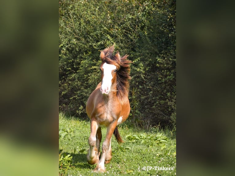 Cob Irlandese / Tinker / Gypsy Vanner Stallone 1 Anno 155 cm Baio in Hulsberg