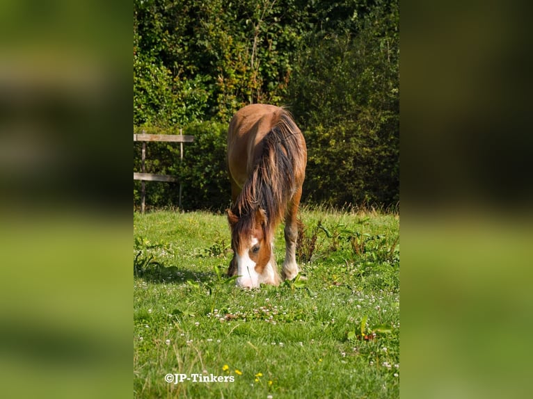 Cob Irlandese / Tinker / Gypsy Vanner Stallone 1 Anno 155 cm Baio in Hulsberg