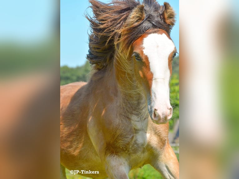 Cob Irlandese / Tinker / Gypsy Vanner Stallone 1 Anno 155 cm Baio in Hulsberg