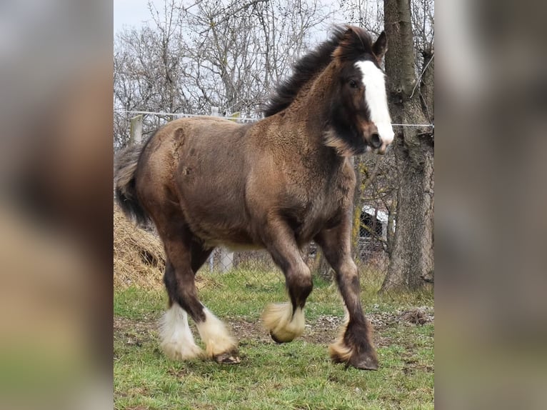 Cob Irlandese / Tinker / Gypsy Vanner Stallone 1 Anno 155 cm Baio nero in Csorv&#xE1;s