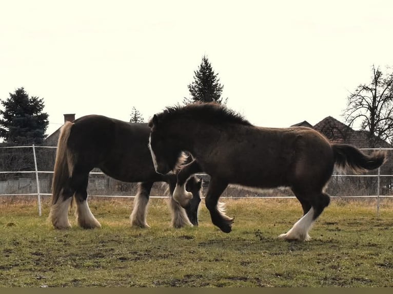 Cob Irlandese / Tinker / Gypsy Vanner Stallone 1 Anno 155 cm Baio nero in Csorv&#xE1;s