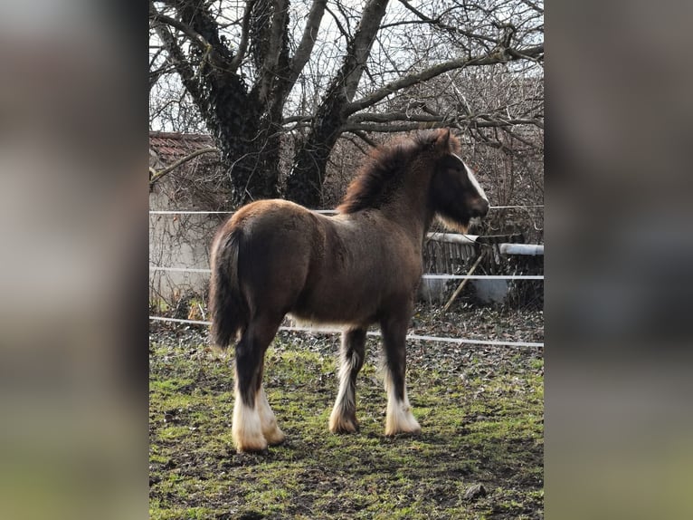 Cob Irlandese / Tinker / Gypsy Vanner Stallone 1 Anno 155 cm Baio nero in Csorv&#xE1;s