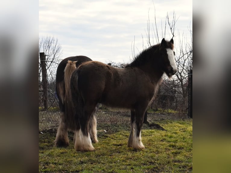 Cob Irlandese / Tinker / Gypsy Vanner Stallone 1 Anno 155 cm Baio nero in Csorv&#xE1;s