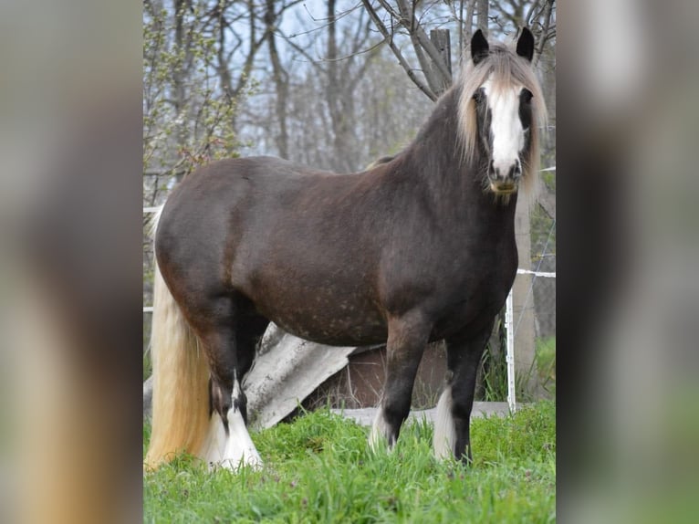 Cob Irlandese / Tinker / Gypsy Vanner Stallone 1 Anno 155 cm Baio nero in Csorv&#xE1;s