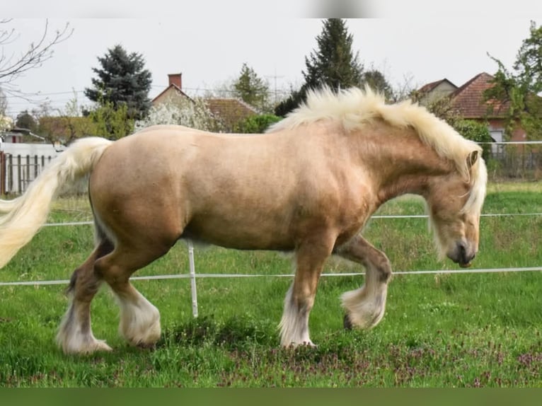 Cob Irlandese / Tinker / Gypsy Vanner Stallone 1 Anno 155 cm Baio nero in Csorv&#xE1;s