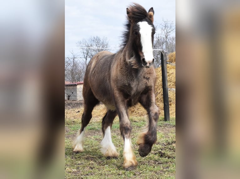 Cob Irlandese / Tinker / Gypsy Vanner Stallone 1 Anno 155 cm Baio nero in Csorv&#xE1;s