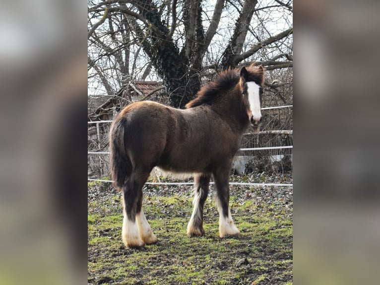 Cob Irlandese / Tinker / Gypsy Vanner Stallone 1 Anno 155 cm Baio nero in Csorv&#xE1;s