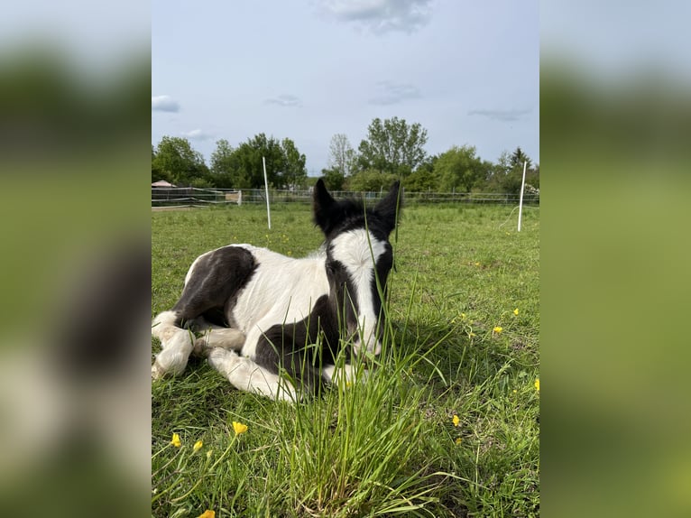 Cob Irlandese / Tinker / Gypsy Vanner Stallone 1 Anno 158 cm Pezzato in Gundersheim