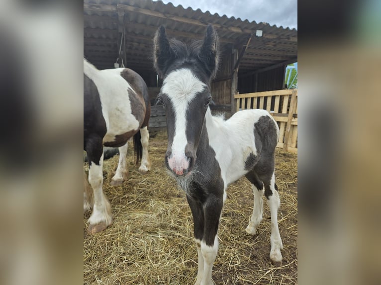 Cob Irlandese / Tinker / Gypsy Vanner Stallone 1 Anno 158 cm Pezzato in Gundersheim