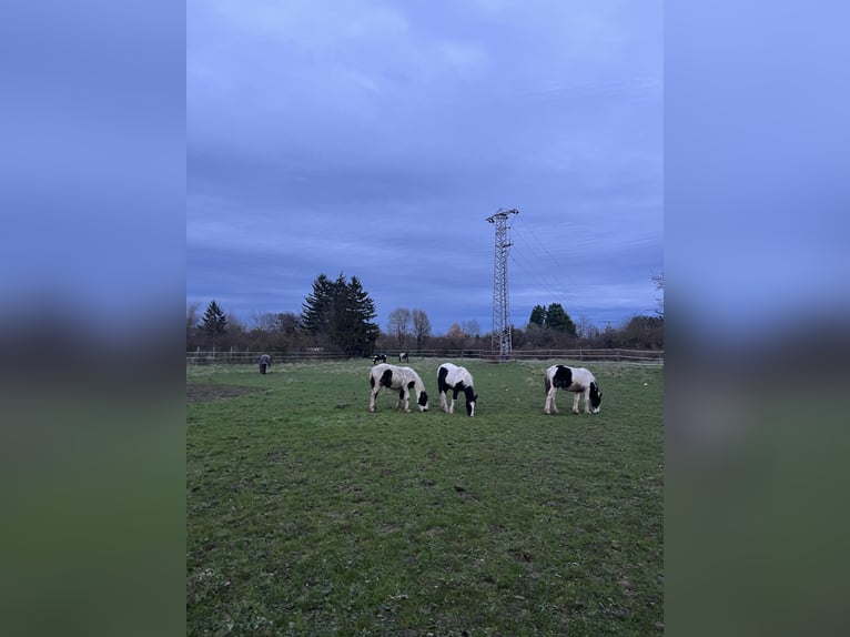 Cob Irlandese / Tinker / Gypsy Vanner Stallone 1 Anno 158 cm Pezzato in Gundersheim