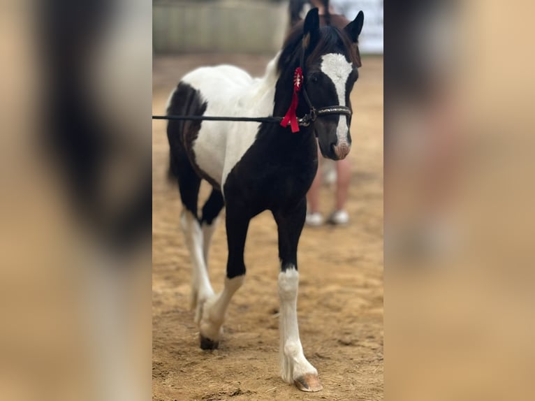 Cob Irlandese / Tinker / Gypsy Vanner Stallone 1 Anno 158 cm Pezzato in Gundersheim