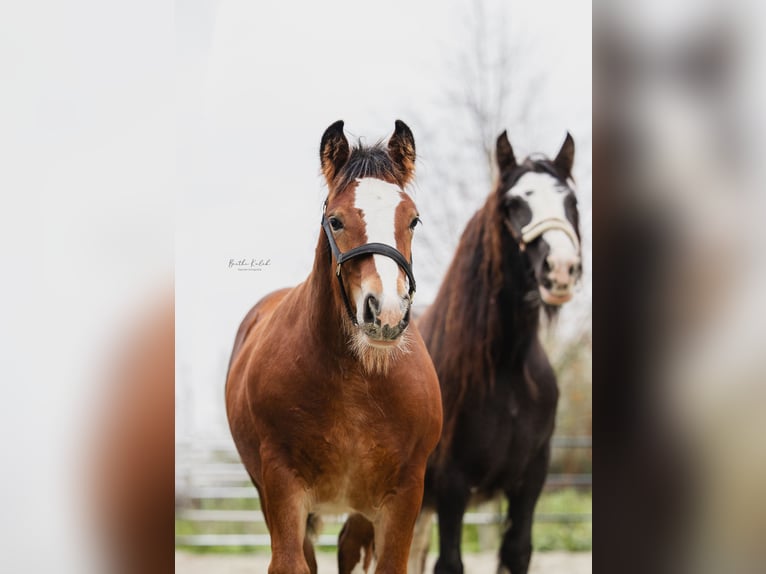 Cob Irlandese / Tinker / Gypsy Vanner Stallone 1 Anno 160 cm Baio in Hazerswoude-Dorp