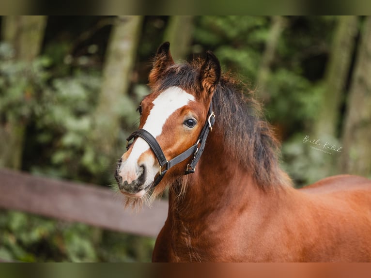 Cob Irlandese / Tinker / Gypsy Vanner Stallone 1 Anno 160 cm Baio in Hazerswoude-Dorp